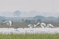 A Flock of spoon bills and two Grey Herons