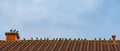 Flock of starling on the roof top Royalty Free Stock Photo