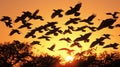 A flock of starlings,birds flying against the background sunset,silhouette photography Royalty Free Stock Photo