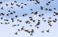 flock of starlings birds are rapidly waving their wings and flying against the blue summer sky Royalty Free Stock Photo