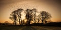 Starlings Royalty Free Stock Photo