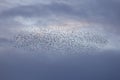 Flock of starlings with blue sky Royalty Free Stock Photo