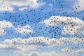 Flock of starlings on a blue sky and white clouds Royalty Free Stock Photo