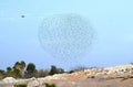 Flock of starlings dancing against the sky Royalty Free Stock Photo