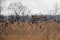 A flock of starlings in flight