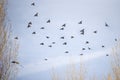 A Flock of Starlings in a blue sky Royalty Free Stock Photo