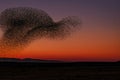Flock of starlings forms murmuration in sunset sky, with orange, purple, red hues Royalty Free Stock Photo