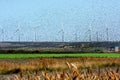 Flock of starlings migrating in the windmills Royalty Free Stock Photo