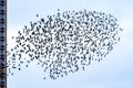 Flock of starlings