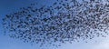 Starlings