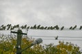 A flock of starlings sits on a wire. Bird migration