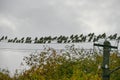 A flock of starlings sits on a wire. Bird migration