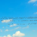 A flock of starlings sitting on wires