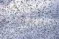 Flock of starlings