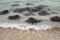 Flock of stingrays feeds near the shore in sandy beach shallow water