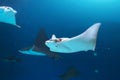 Flock of stingrays are swimming on the blue sea