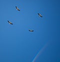 A flock of storks on a background of blue sky. Four birds fly in the clouds. Stork isolated. Big white bird. Rainbow in the sky. Royalty Free Stock Photo