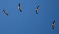 A flock of storks on a background of blue sky. Four birds fly in the clouds. Stork isolated. Big white bird. Rainbow in the sky. Royalty Free Stock Photo