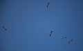 A flock of storks on a background of blue sky. Four birds fly in the clouds. Stork isolated. Big white bird. Rainbow in the sky. Royalty Free Stock Photo