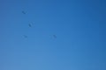 A flock of storks on a background of blue sky. Four birds fly in the clouds. Stork isolated. Big white bird. Rainbow in Royalty Free Stock Photo