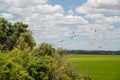 Flock of storks Ciconia maguari flock in fields of the Pampa Biome in southern Brazil