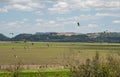 Flock of storks Ciconia maguari flock in fields of the Pampa Biome in southern Brazil Royalty Free Stock Photo
