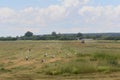 Flock of storks on a summer meadow.