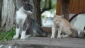 A flock of stray cats in a summer park. 4k