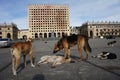 A flock of stray dogs in Liberty Square in Sukhum.
