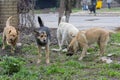 Flock of stray homeless dogs