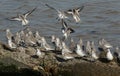 A flock of Sanderling Calidris alba, Dunlin Calidris alpina, and a Knot Calidris canutus perched and landing on a concrete Royalty Free Stock Photo