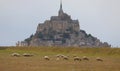 Flock of SUFFOLK sheep and the abbey of Mont Saint Michel in France Royalty Free Stock Photo