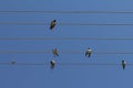 Flock of swallows on blue sky background Royalty Free Stock Photo