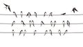 Flock swallows on the electric wire, vector illustration