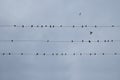 Swallows perched on wires