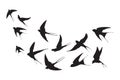 Flock of swallows. Silhouettes crowd flying birds away sky, flyingof sea free black bird aloft swift flight swarm Royalty Free Stock Photo