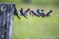 A flock of Swallows sit on a fence line resting. Royalty Free Stock Photo