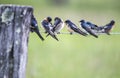 A flock of Swallows sit on a fence line resting. Royalty Free Stock Photo