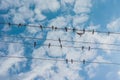 Flock of swallows sitting on wires against blue sky