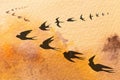 Flock of swallows on watercolor sunset background