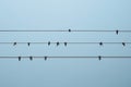 A flock of swallows on the wires of a power line against a blue sky
