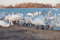 A flock of swan eating corn and grain at the banks of the River Dnipro, Ukraine. Wintering swans.