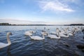 Flock Of Swans, Black And White Types With Their Typical Curved Neck And Orange Beak On The Danube River, In Zemun, Belgrade, Serb