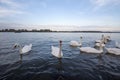 Flock Of Swans, Black And White Types With Their Typical Curved Neck And Orange Beak On The Danube River, Zemun, Belgrade, Serbia
