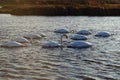 A flock of swans dipped their heads underwater Royalty Free Stock Photo