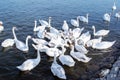 Flock of swans eating bread in water Royalty Free Stock Photo