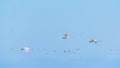 A flock of swans in flight Royalty Free Stock Photo
