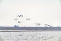 A flock of swans in flight Royalty Free Stock Photo