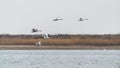 A flock of swans in flight Royalty Free Stock Photo