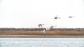 A flock of swans in flight Royalty Free Stock Photo